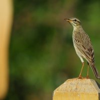 A Pipit and a Song