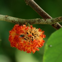 The Pom-pom Fruit of the Paper Mulberry