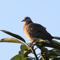 Spotted Dove Spotted