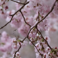 Cherry Blossoms in the Wind