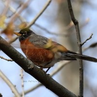 The Robin Sings