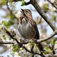 A Song Sparrow in Concert