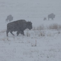 Visiting Yellowstone in a Snowstorm